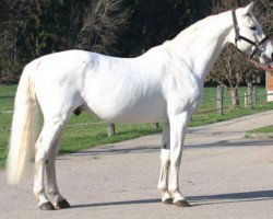 stallion Cascavelle (Holsteiner, 1986, from Cantus)