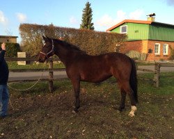 broodmare Carrica (Holsteiner, 2010, from Carrico)