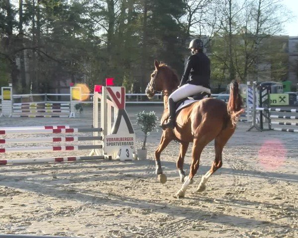 Reitturnier Bregenz 2025