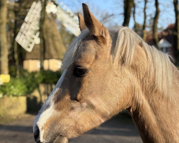 dressage horse Super Biene Me (German Riding Pony, 2016, from Rheingold)