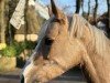 dressage horse Super Biene Me (German Riding Pony, 2016, from Rheingold)
