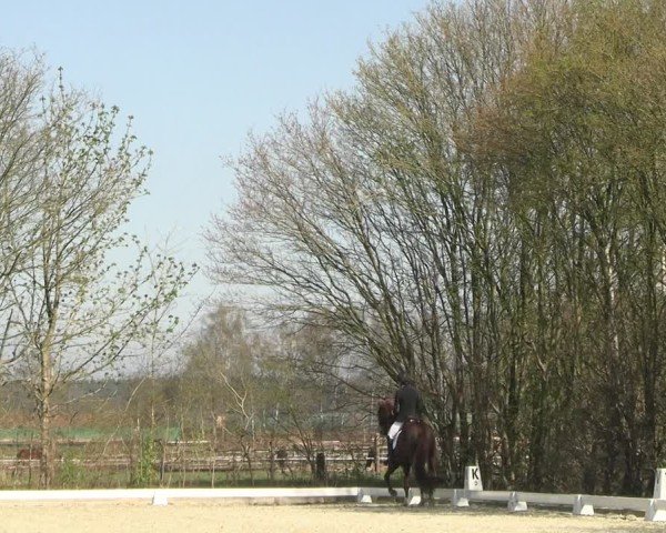 Reitturnier Elmlohe 2025