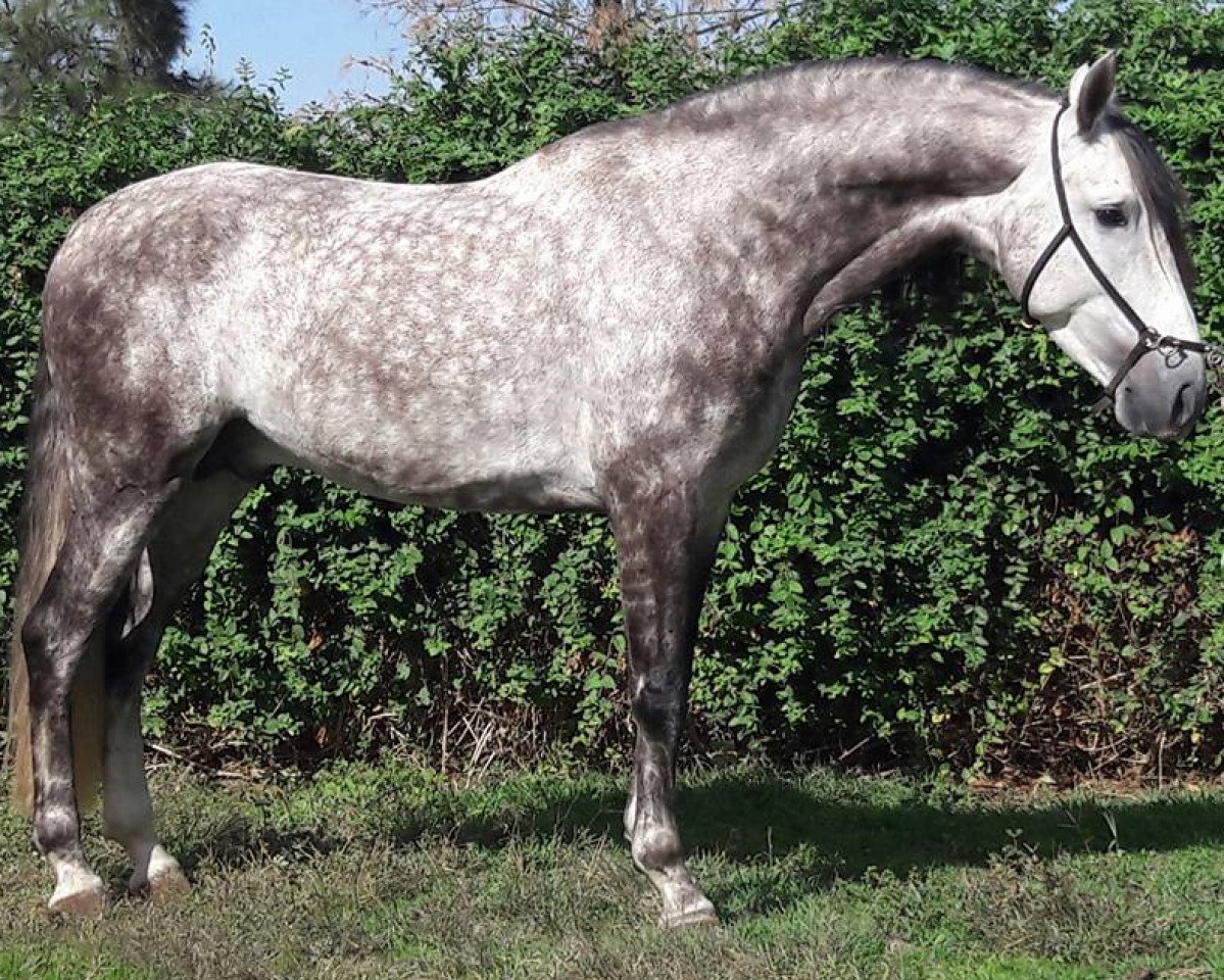 stallion Antelano RH (Pura Raza Espanola (PRE), 2012, from Viajero VI)