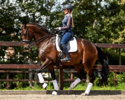 dressage horse Festpoint (KWPN (Royal Dutch Sporthorse), 2010, from Westpoint)