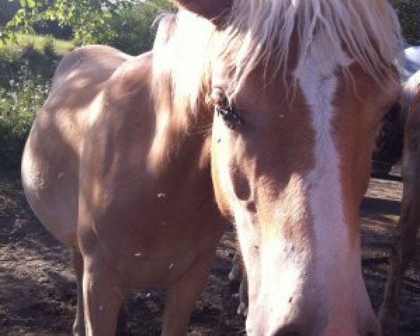 Pferd Lilli (Haflinger, 2015, von Steintänzer)