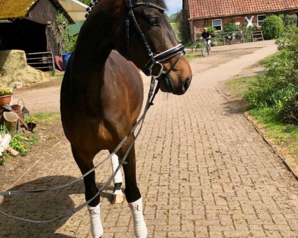 broodmare Barrique (Hanoverian, 2016, from Buckingham)