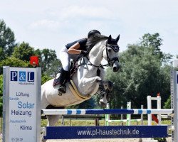 jumper Championess (German Warmblood, 2012, from Coreggio)