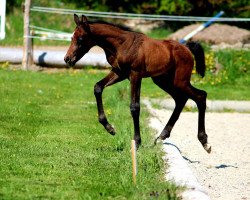 jumper Marrakesh MS (German Sport Horse, 2021, from Min Amun Ms)