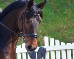 dressage horse Do It 44 (Hanoverian, 2017, from Diamond Hit)