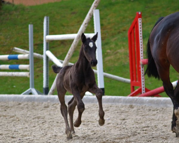 dressage horse Damanhur MS (German Sport Horse, 2021, from Do It 44)