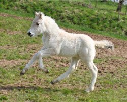 dressage horse Karino (Fjord Horse, 2015, from Kelvin)