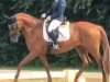 broodmare Diva Primera M (Hanoverian, 2013, from Danone 4)