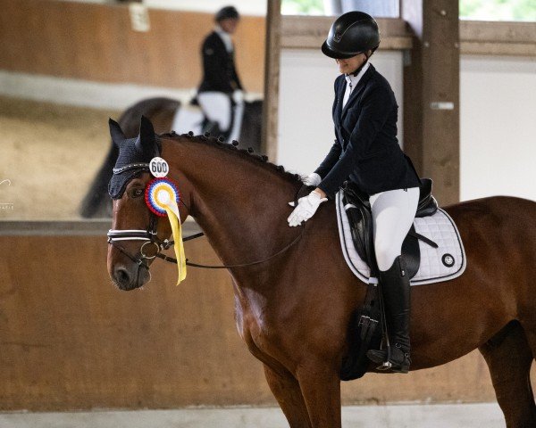 dressage horse Devito S (Westphalian, 2017, from Dibadu L)