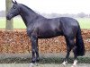 stallion I'm Special de Muze (Belgian Warmblood, 2008, from Emerald van 't Ruytershof)