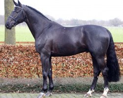 Deckhengst I'm Special de Muze (Belgisches Warmblut, 2008, von Emerald van 't Ruytershof)