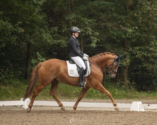 dressage horse Dirty Dancer 24 (German Riding Pony, 2017, from Danny Gold)