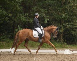 Dressurpferd Dirty Dancer 24 (Deutsches Reitpony, 2017, von Danny Gold)