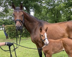 Zuchtstute Betty (Westfale, 2010, von Belissimo NRW)