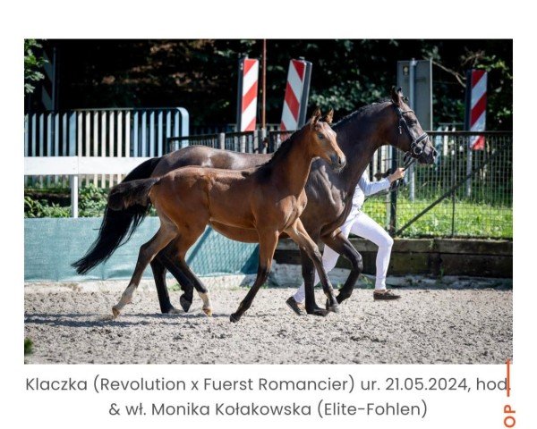 foal by Charming Sky Elite Foal (Oldenburg, 2024, from Revolution)