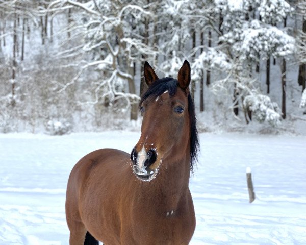 dressage horse Nadjas Freude (Trakehner, 2012, from Freudenfest)