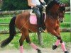 Dressurpferd Montano 80 (Deutsches Reitpony, 2005, von Messino)