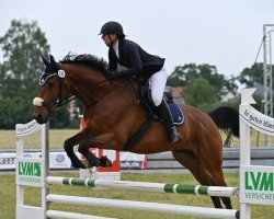 jumper Levigno 5 (German Sport Horse, 2007, from Lehnbach)