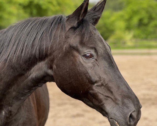 dressage horse Chameur 85 (Trakehner, 1997, from Leonardo)