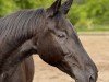 Dressurpferd Chameur 85 (Trakehner, 1997, von Leonardo)