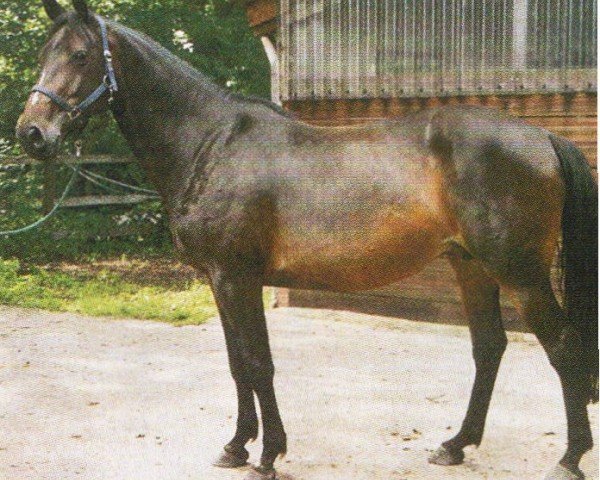 broodmare La Toya (Hanoverian, 1996, from Lavauzelle AA)