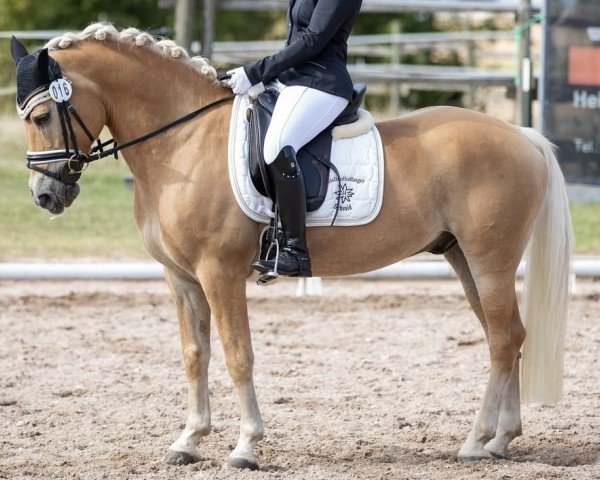 dressage horse Bonifatius SCH (2,93% ox) (Edelbluthaflinger, 2011, from Barolo)