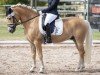 Dressurpferd Bonifatius SCH (2,93% ox) (Edelbluthaflinger, 2011, von Barolo)