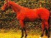 dressage horse Ucaros (Trakehner, 1999, from Bellheim)