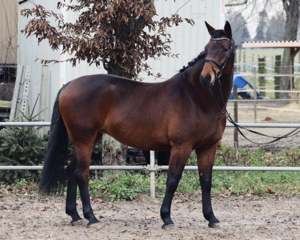 horse Louane du Lohr (Holsteiner, 2009, from Lancer II)