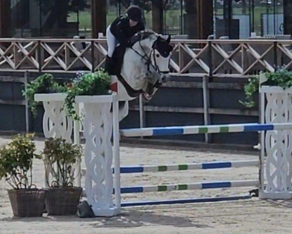 jumper Grey Leo HGH (Hanoverian, 2017, from Grey Top)