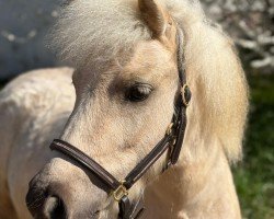 Pferd Winnetou vom Nimstal (Shetland Pony, 2020, von Collytown White Rum)