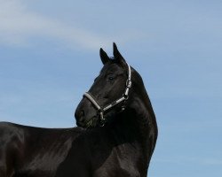 dressage horse Talea (Hanoverian, 2018, from Totilas)