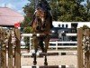jumper Heppy Bobby (Oldenburg show jumper, 2017, from Caligula)