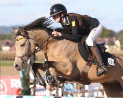 Springpferd Golden Emperor (Deutsches Reitpony, 2017, von HET Golden Dream)