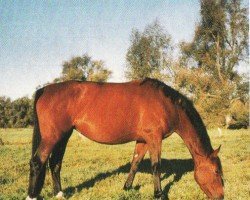 broodmare Loyna (Hanoverian, 1999, from Lacantus)