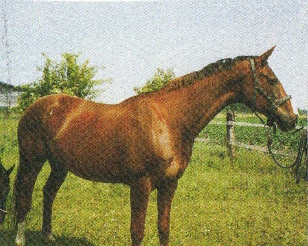 horse Fly Away F. (Westphalian, 1991, from Frederiko)