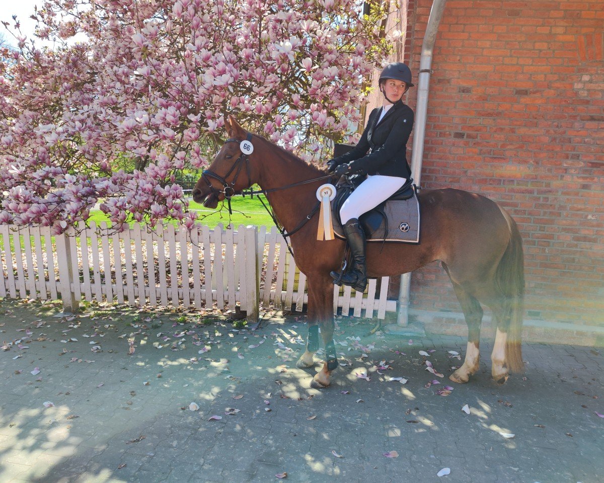 Zuchtstute Flying Diamond (Deutsches Reitpony, 2021, von Karat)