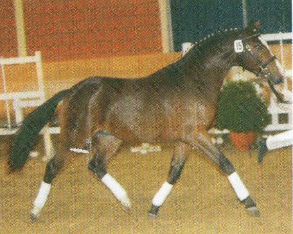 horse Gonzo 131 (German Riding Pony, 2002, from Golden Dandy)