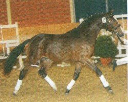 horse Gonzo 131 (German Riding Pony, 2002, from Golden Dandy)