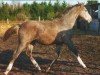 Springpferd Pinot Grigio H (Westfale, 2010, von Priano)