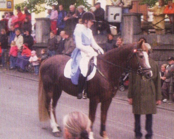 stallion Hariano (Freiberger, 2000, from Havane)