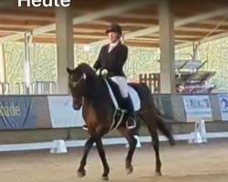 dressage horse Shayan Gold (Oldenburg, 2011, from Sungold 2)