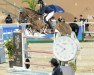 jumper Zef (KWPN (Royal Dutch Sporthorse), 2012, from Zavall VDL)