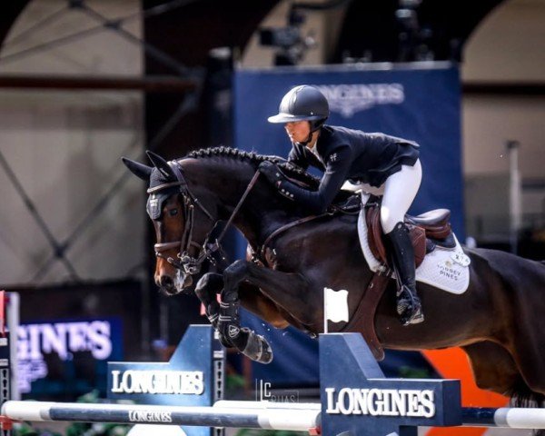 jumper Corazon (German Sport Horse, 2013, from Cormint)