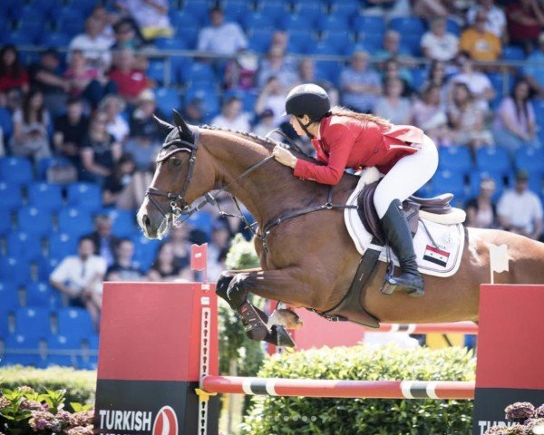 jumper Campari 329 (Hanoverian, 2012, from Charilan)
