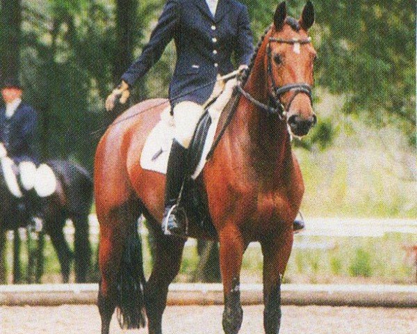 horse Femme fatale 8 (Saxony-Anhaltiner, 1999, from Feldjunge)